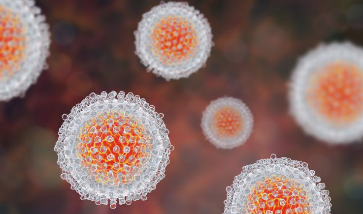 hepatitis C virus model