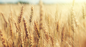 field of ripe wheat