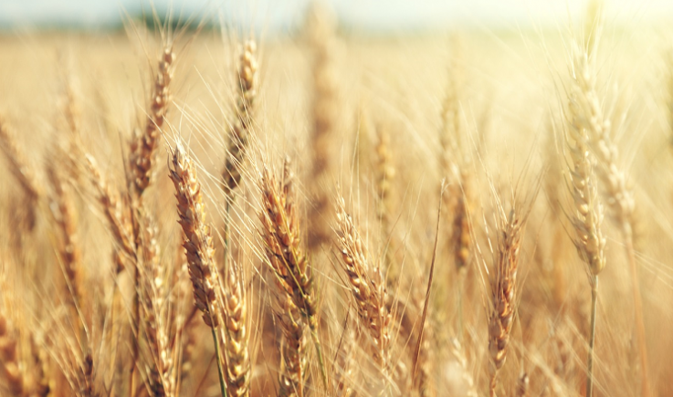 field of ripe wheat