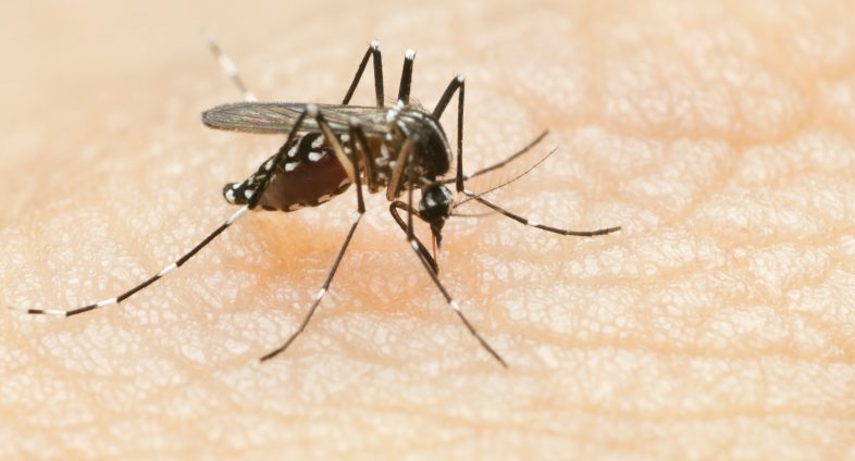 close up of mosquito biting skin