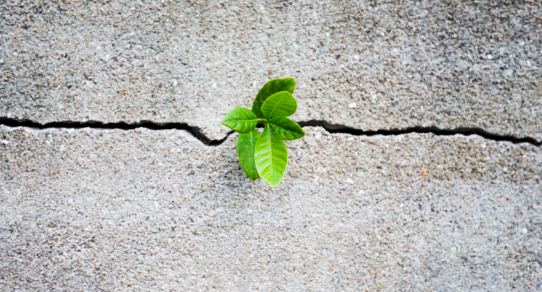 small plant growing in crack in asphalt